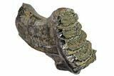 Partial, Fossil Stegodon Molar With Roots - Indonesia #148072-1